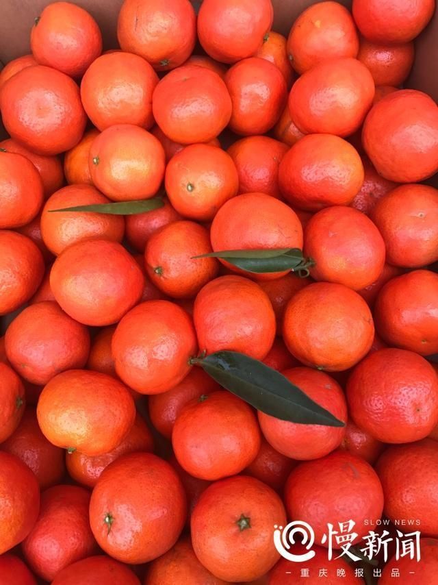 梨橙你见过没?形如梨重一斤 重庆渝北统景等