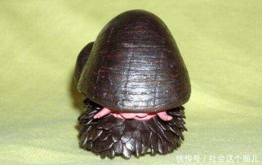 男子野外捡到一黑色蜗牛,用力都无法破坏其外壳,专家发现了真相