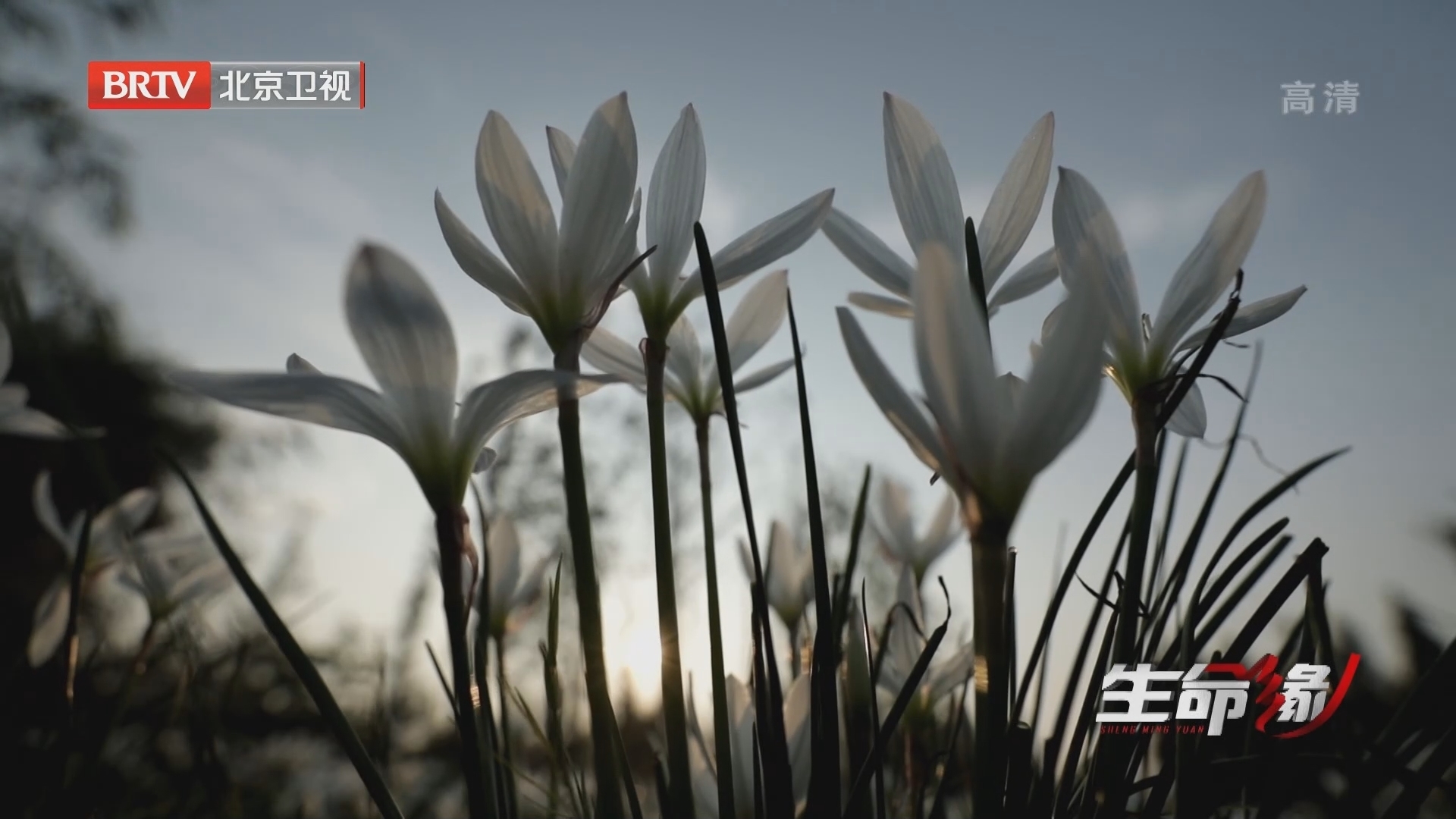 《生命缘》20211207女人花绽放 《生命缘》20211207女人花绽放