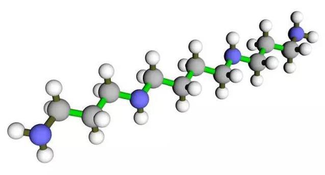 精胺:来自精液的"益寿分子"