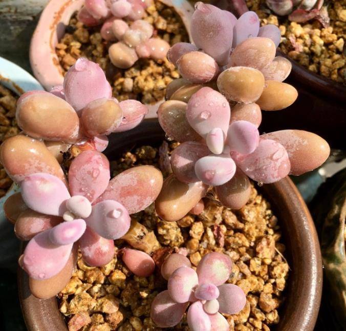 多肉植物根部发霉长毛?不要怕,做好防范措施,