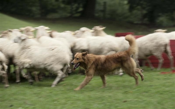 敬业的牧羊犬：双眼几乎全盲 依然每天放牧210只羊