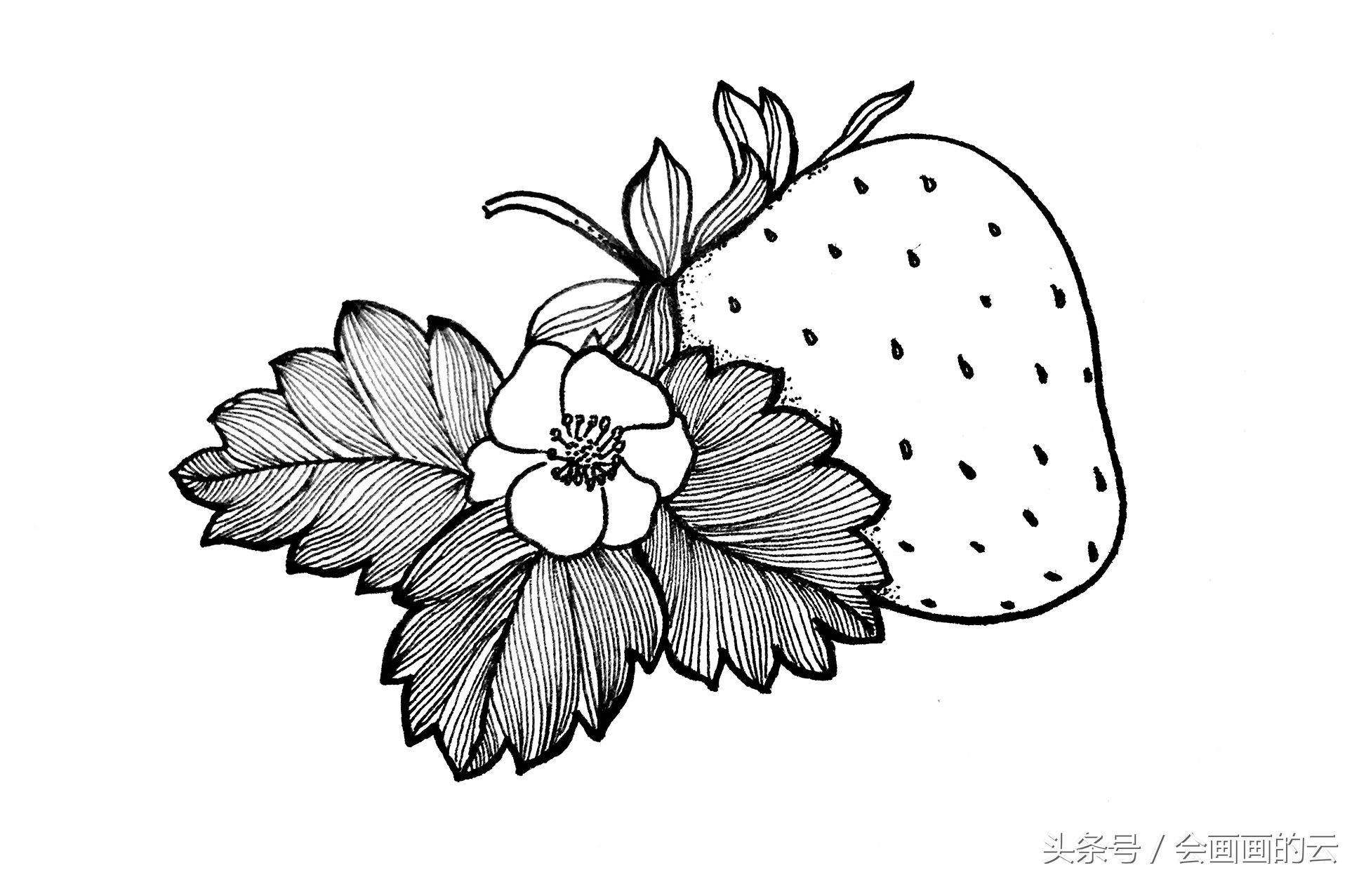 简笔画入门植物线描手绘图,一起画起来吧!