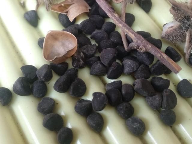 药用价值 入药部位 为旋花科植物裂叶牵牛或圆叶牵牛的干燥成熟种子.