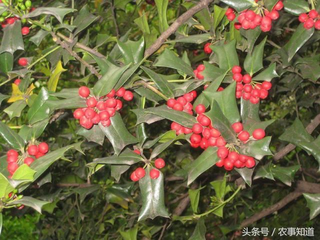 农村这种树,叶子都是刺,牲畜见了转头绕道,却不知能治牙痛