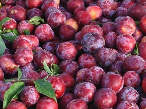 天然李子葡萄蓝莓等外面一层白色的物质是什么