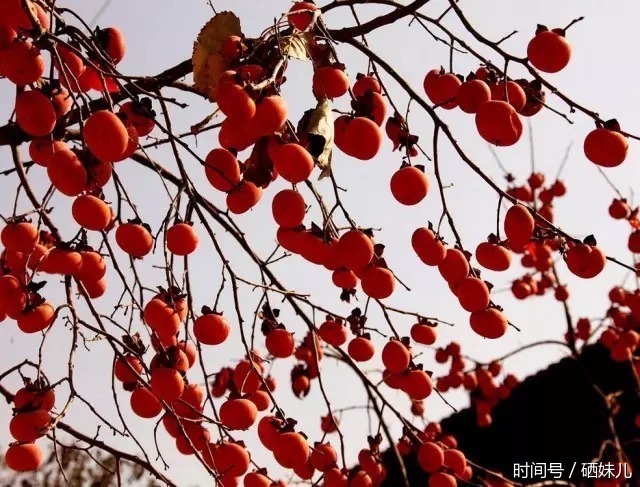 富硒集市:陕西特产火晶小柿子你吃过吗