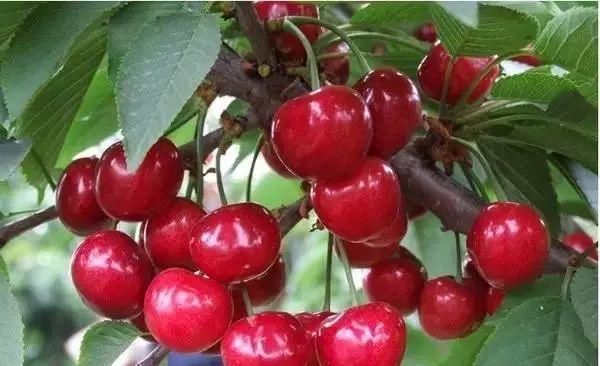 太牛了!栾川、孟津、新安2018年要火了!