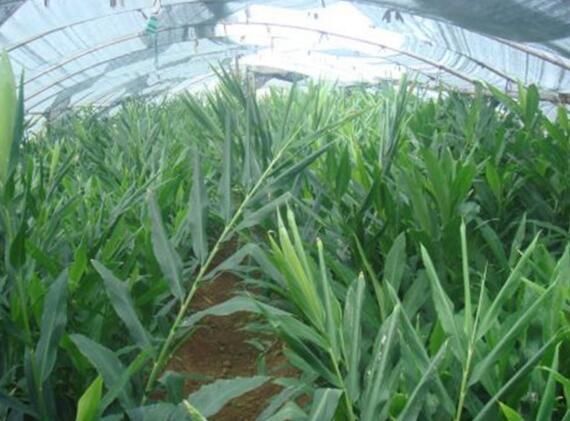 看到这种类似生姜的植物了吗,它叫阳荷.