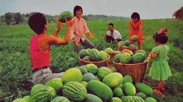 中国成世界最大西瓜消费国：平均每人每年吃瓜超100斤
