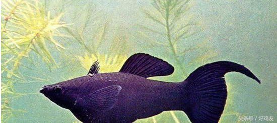 宠物鱼什么品种最好养活?