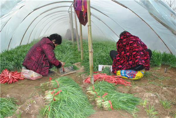 太康县一村庄30万斤韭菜滞销 村民义务当起推