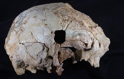 葡萄牙发现40万年前人类头骨化石