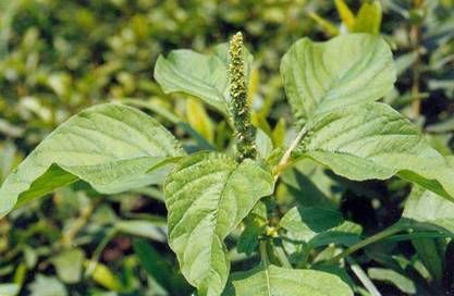 农村这些常见的野菜,竟然是解毒,防癌,降三高的良药,好好收藏-北京