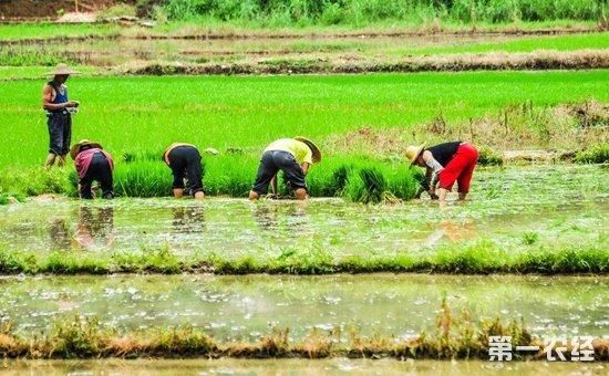 2018年国家种植补贴政策有哪些?玉米、水稻、