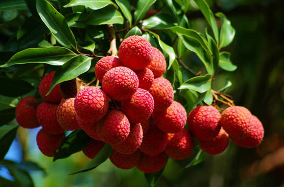 下巴长痘痘快速消除法:真正有利于下巴祛痘排