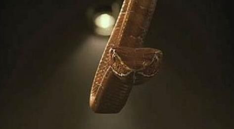 中国八三年蛇灾:历史上发生的蛇灾,近年来的蛇