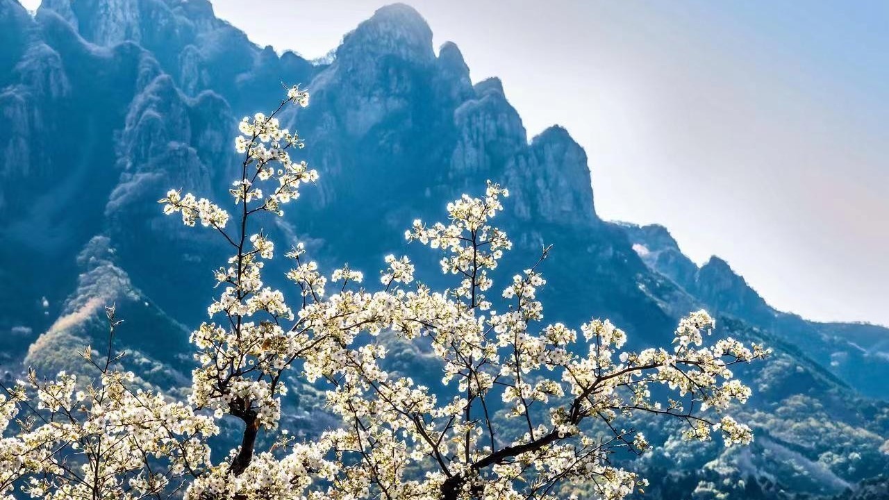 美到窒息！这里真的有千树万树的梨花海！