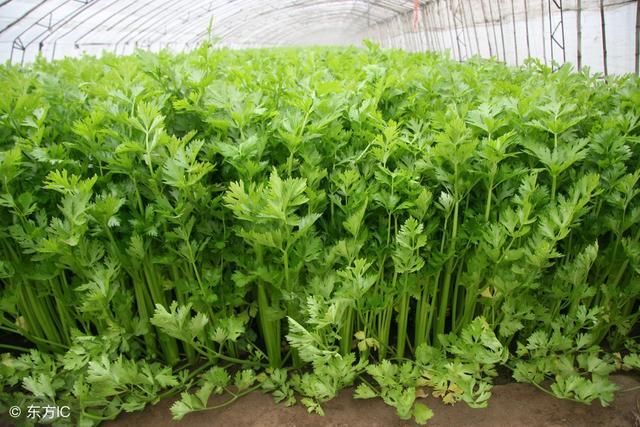 十个膝盖疼,九个滑膜炎,经常按揉这个穴位,半月