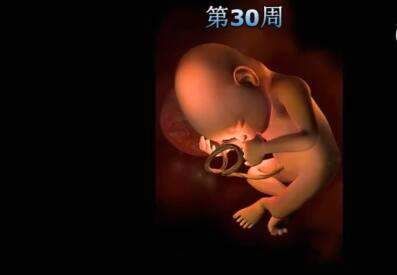 高清图片还原胎儿在妈妈肚子里的发育全过程,