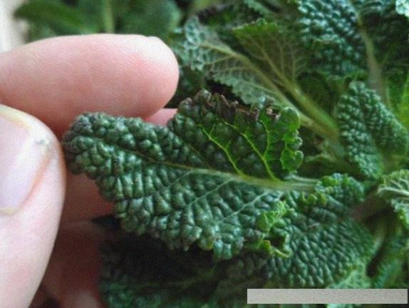 农村常见的蛤蟆草泡水喝有什么功效?