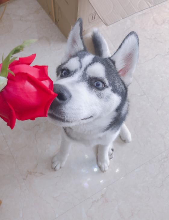 女子抱怨自己的二哈见了花朵就沉醉,这狗是不是不纯啊