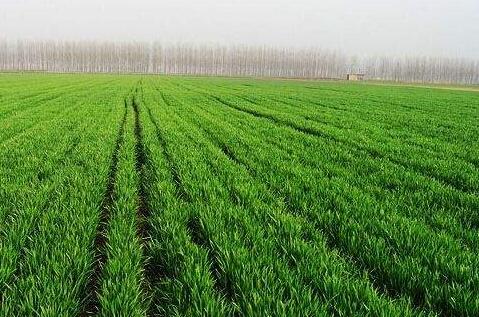 北方冬麦区旱情进一步缓解 冬小麦长势良好