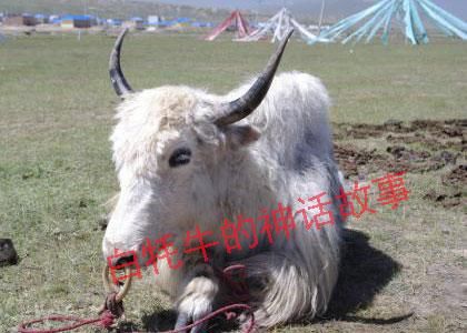 肖特讲故事之白牦牛的神话传说
