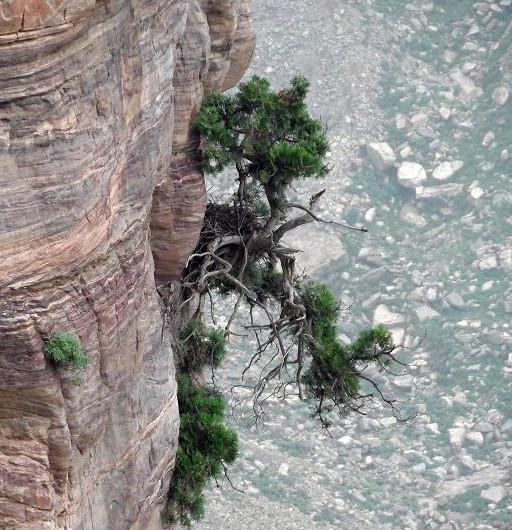 没开玩笑,2500米以上海拔的峭壁上还能生长植物?