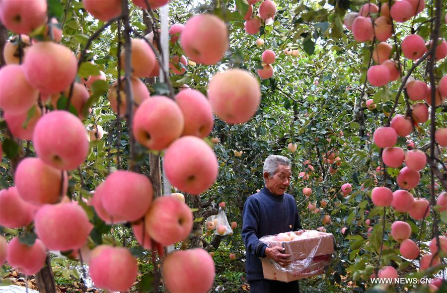 果农在搬运苹果。