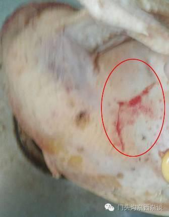 网曝门头沟现不明生物 40多只鸡2只猫一夜全死 网曝门头沟现不明生物 40多只鸡2只猫一夜全死