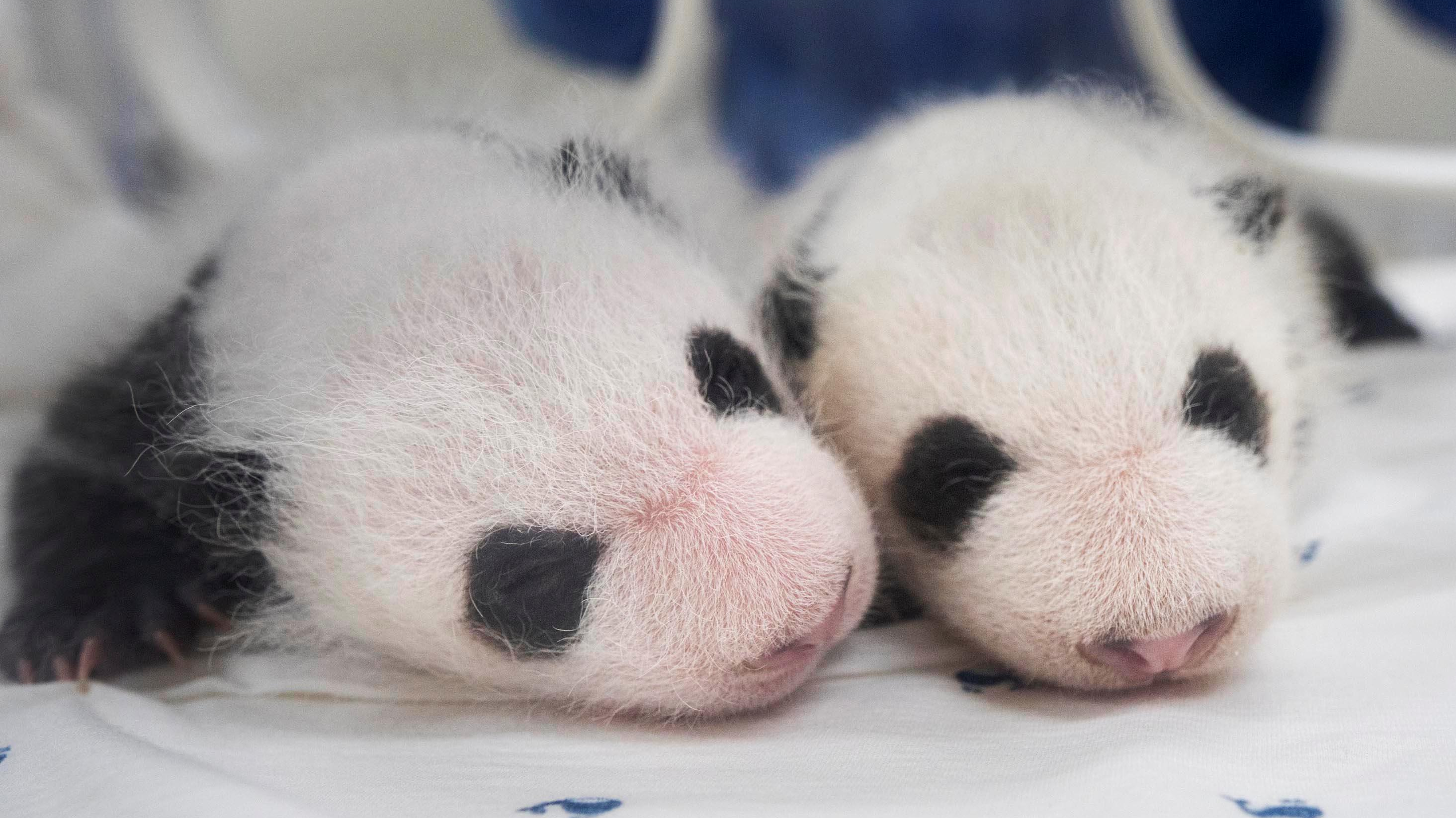 旅韩大熊猫爱宝乐宝夫妇二胎双胞胎宝宝喜迎满月