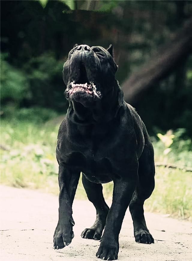 犬中的巨无霸,世界著名的十大犬种