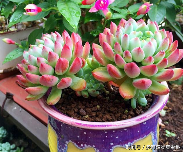 多肉植物移盆的2种方法,全方位解析哪种会更好