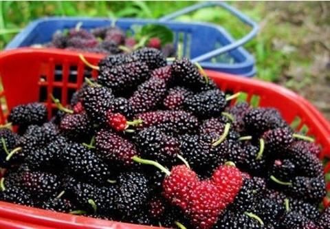 白酒泡桑葚酒制作方法,功效与作用