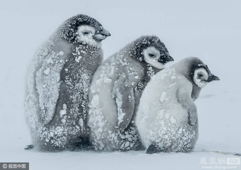 帝企鹅宝宝抱团取暖 帝企鹅宝宝抱团取暖