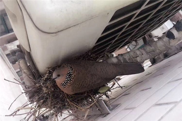 上海老爺叔自家窗口守護珠頸斑鳩3個月 見證4只小鳥誕生飛翔