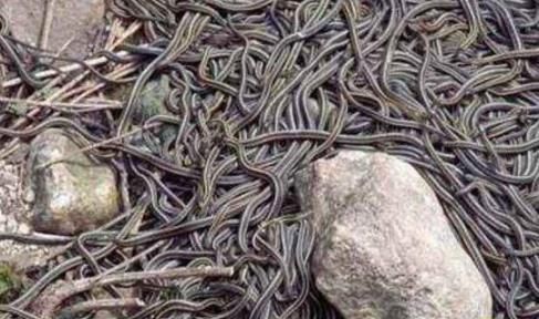 中国八三年蛇灾:历史上发生的蛇灾,近年来的蛇