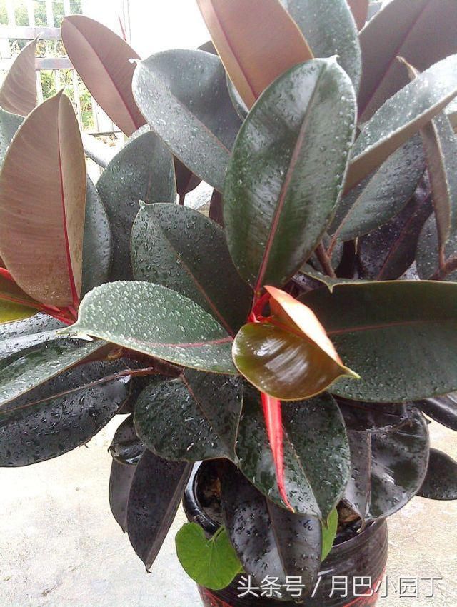 7月扦插橡皮树,注意这几点,生根快,一片叶子长