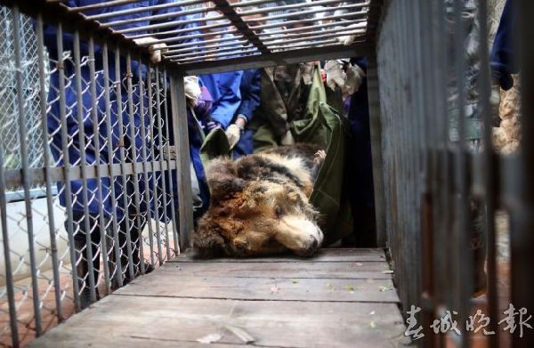 昆明动物园25岁藏马熊左脚做手术 注射4针麻药