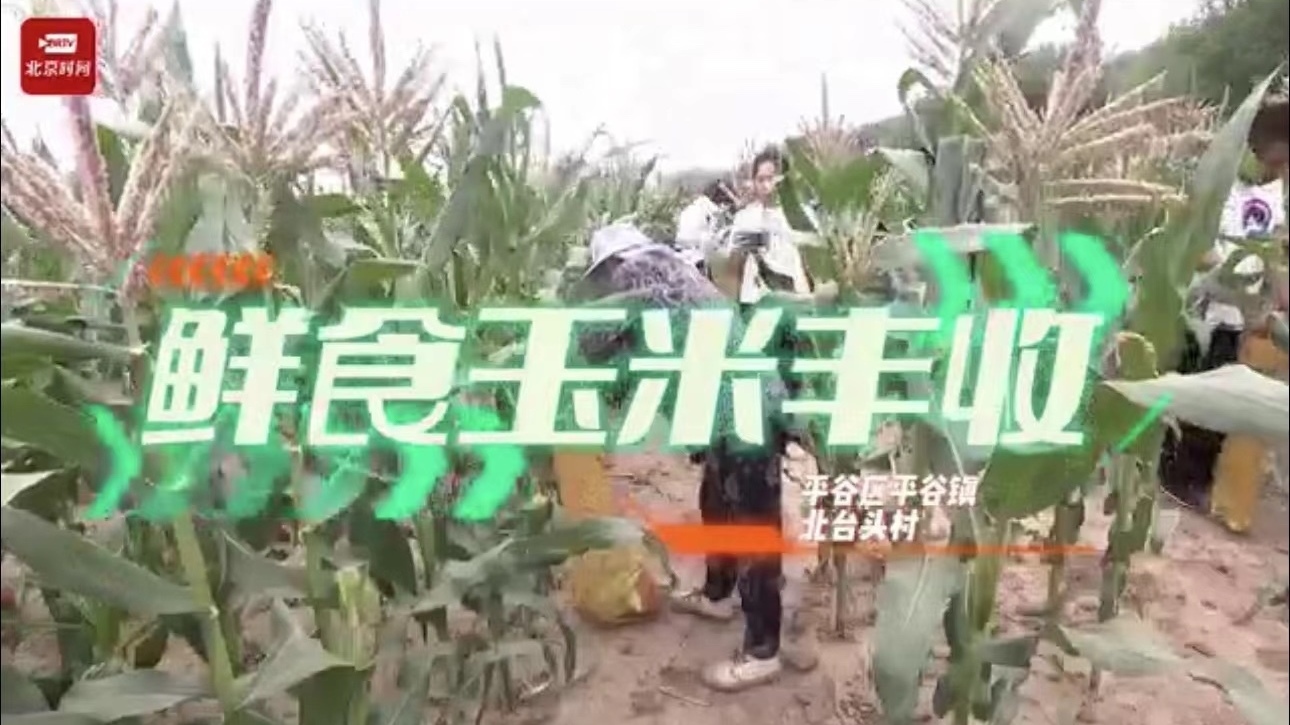 “一亩双收” “玉米笋”又到了收成的季节 ~