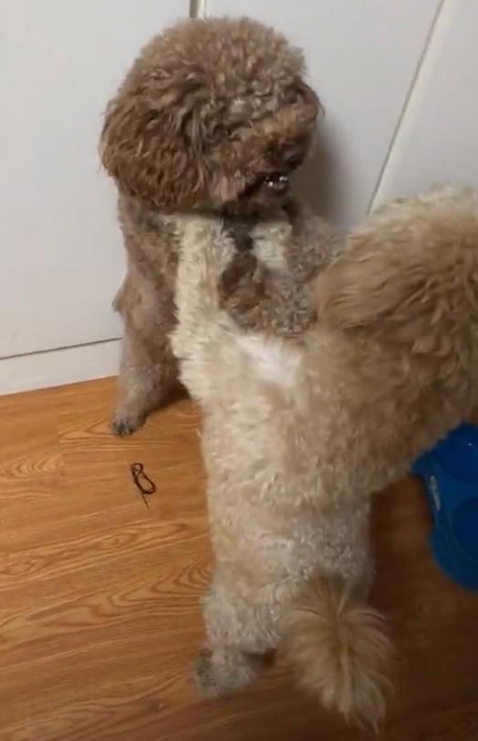 两只泰迪第一次见面就打架,主人被它两的姿势笑到没力气拉架!