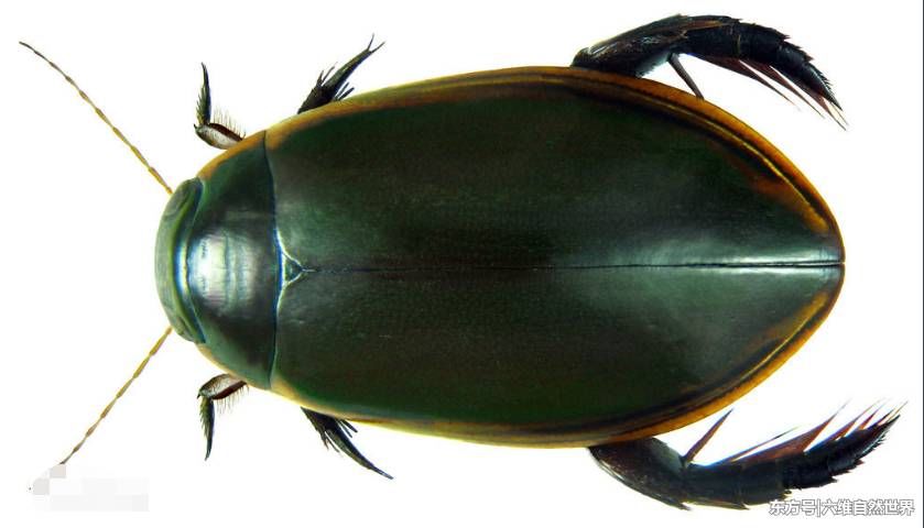 水蜈蚣一现,池塘的小鱼苗就难活?