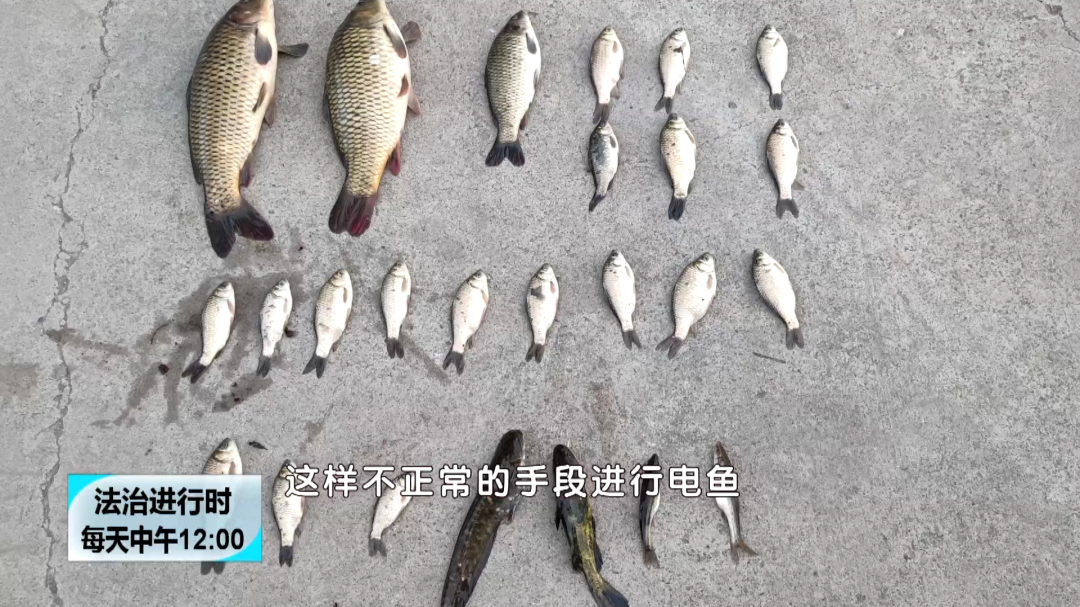 非法捕捞水产品,男子电鱼被刑拘 非法捕捞水产品,男子电鱼被刑拘