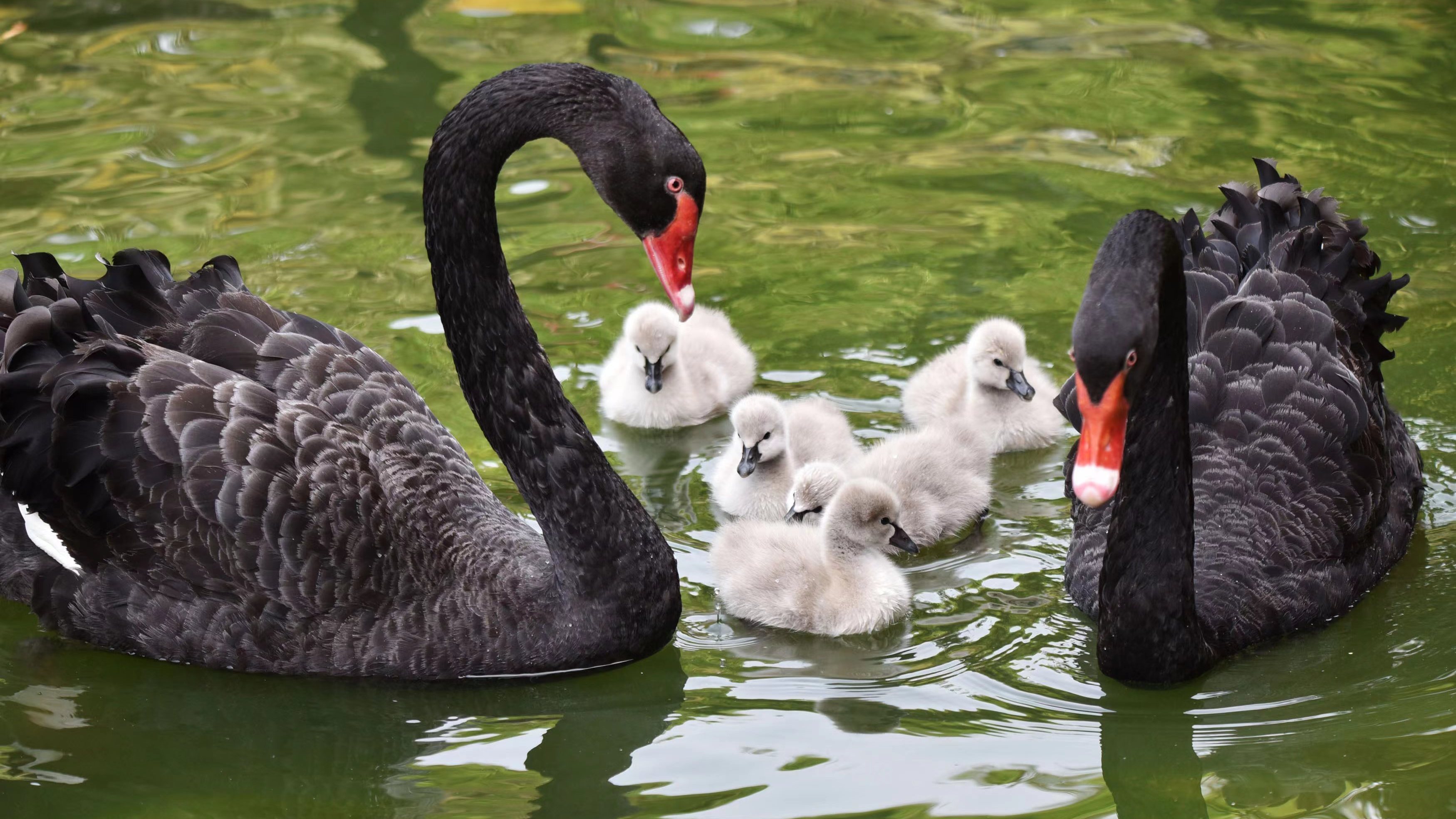 春江水暖:天鹅宝宝下水“春游” 春江水暖:天鹅宝宝下水“春游”