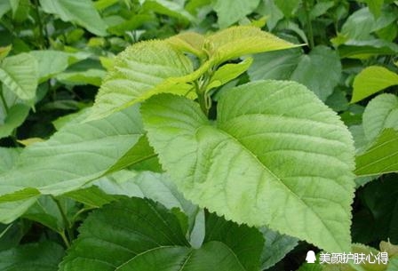 33岁宝妈每天一用桑叶加上它,祛斑美白去粉