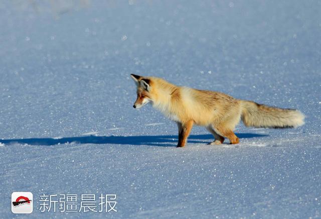 跳水运动员一样"一头扎进厚厚的雪里,只露出不停窜动的后半身和尾巴在