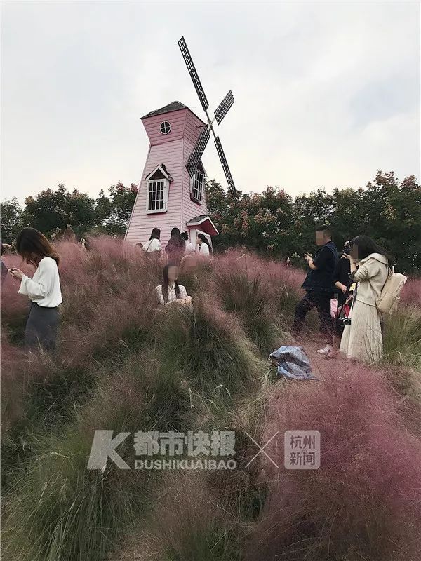 网红花海被拍照者踩踏压倒，这些景点也不堪其扰