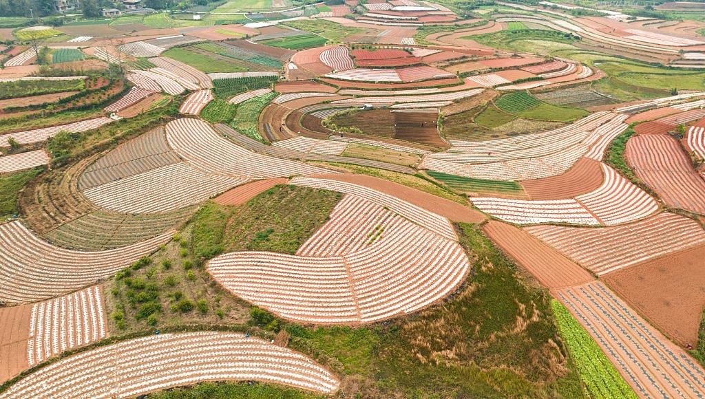 春耕时节，广西南宁市邕宁区蒲庙镇新生村，农民们正在抢抓农时做好春耕备耕，从高空俯瞰，一块块线条优美的田地犹如大地调色板。