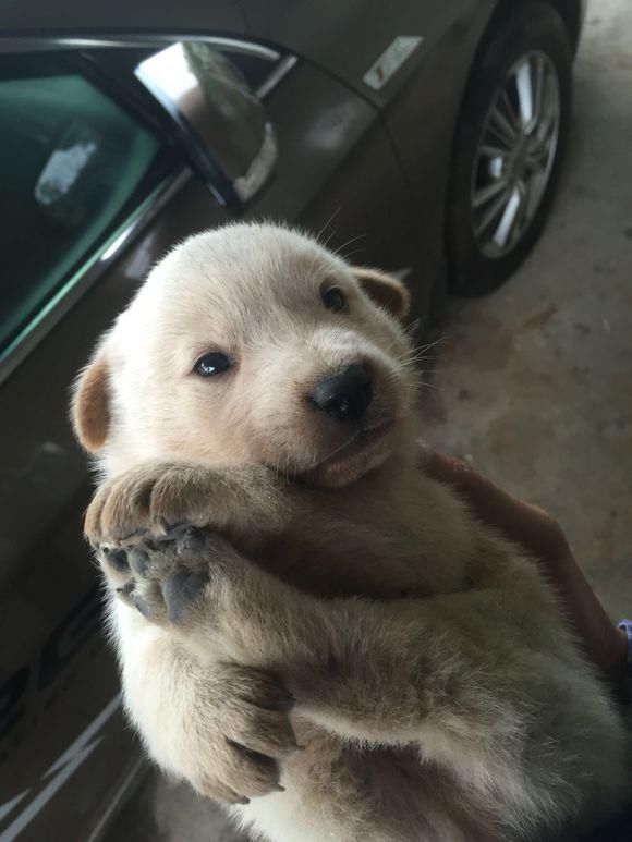 去山里郊游时捡到几只小奶狗,男孩看到第一眼